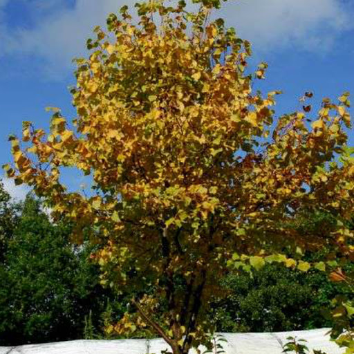 Липа мелколистная Винтер Орандж_2