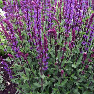 Шалфей дубравный Карадонна Компакт (фиол.-син.)