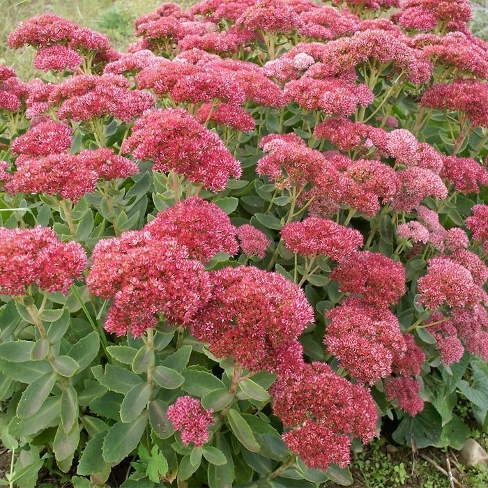 Sedum-Otem-Faje
