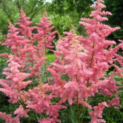 Астильба Арендса Анита Пфайфер_1