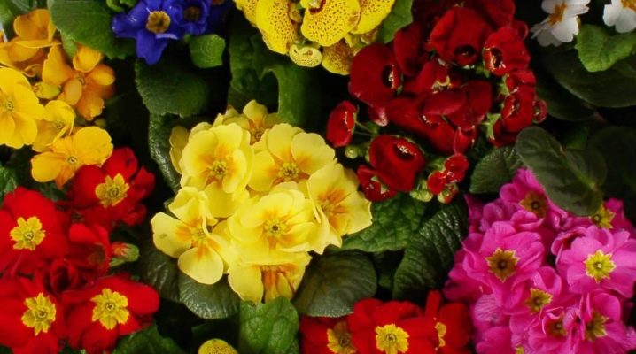 primula-vidy-posadka-i-uhod