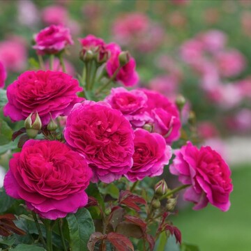 габриэль оук