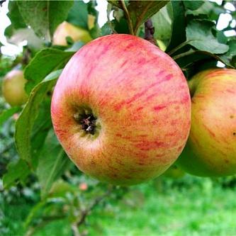 Яблоня Медуница