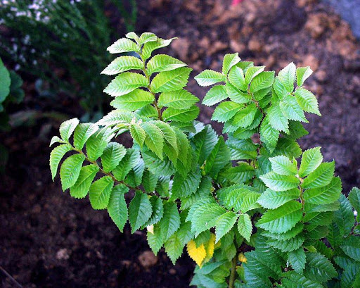 Вяз мелколистный_1