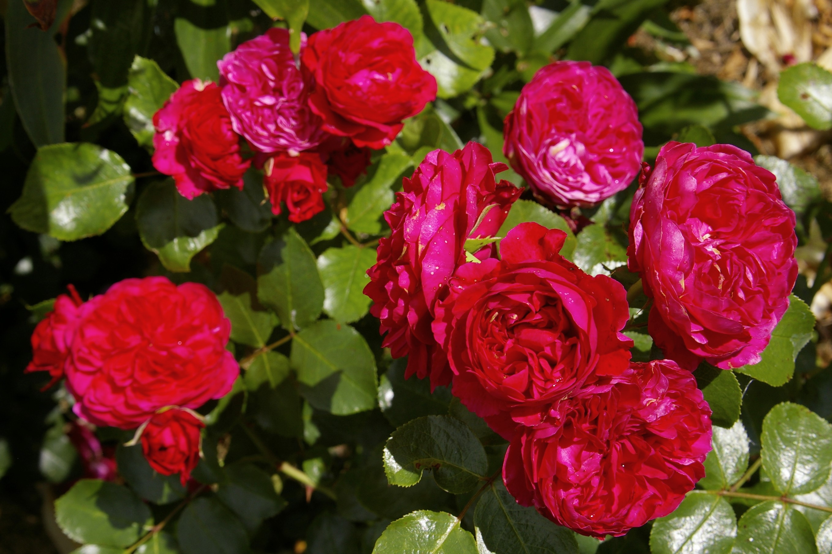 роза ред лео да винчи