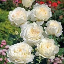 Без названия (4)