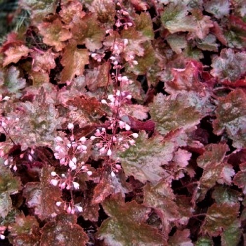 Гейхера гибридная Рейчел