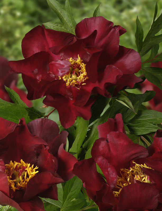 Скарлет Хевен