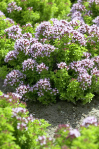 Origanum_vulgare_Compactum1