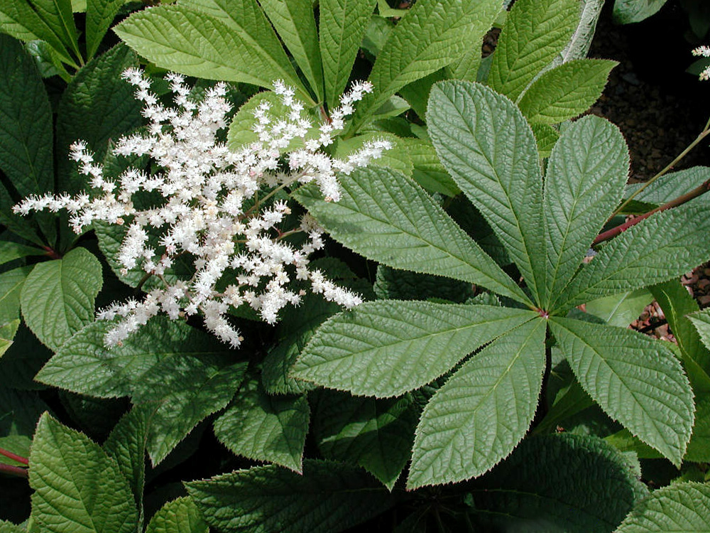 Роджерсия конскокаштанолистиая_3