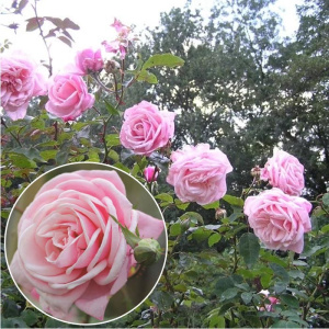 roza_pletistaya_blossomtaym_blossomtime-30401570391323