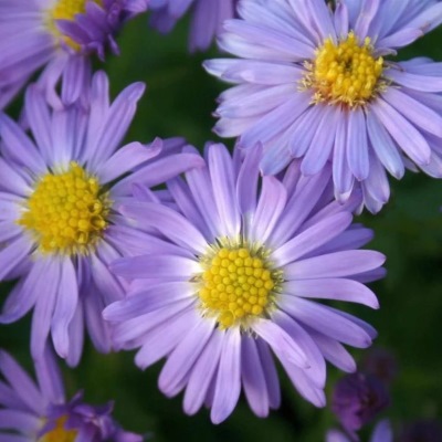 Астра кустарниковая Профессор Антон Киппенберг (сирен.)