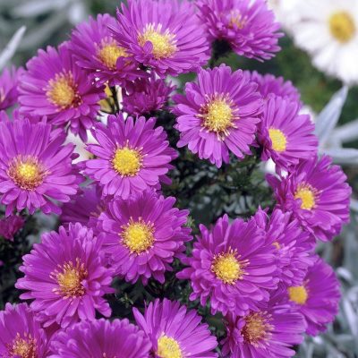 сара баллард