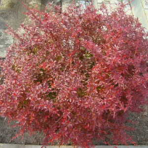 image 36