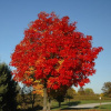 klen-krasnyj-otom-blejz-acer-rubrum-autumn-blaze-krona