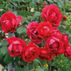 roza-pletistaya-pol-skarlet