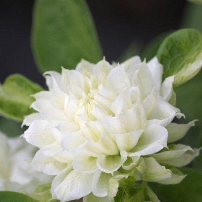 НоменклатураПрисоединенныеФайлы