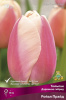 tulipan_darvinov_gibrid_royal_pride_kaper.jpg ройал прайд