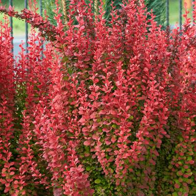 Оранж Рокет