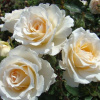 roza-pustiniya-2