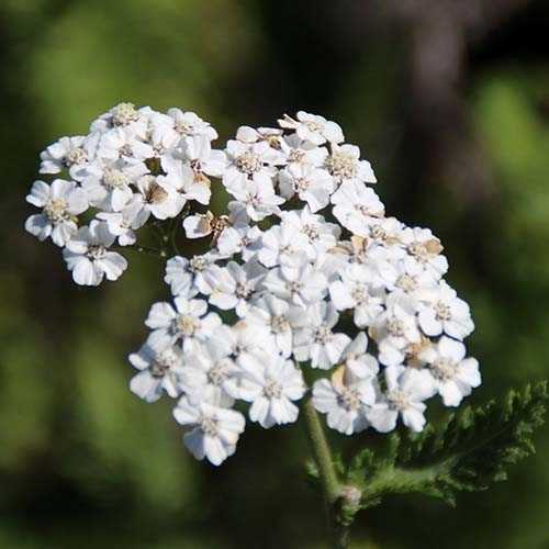 achillea-millefolium-schneetaler