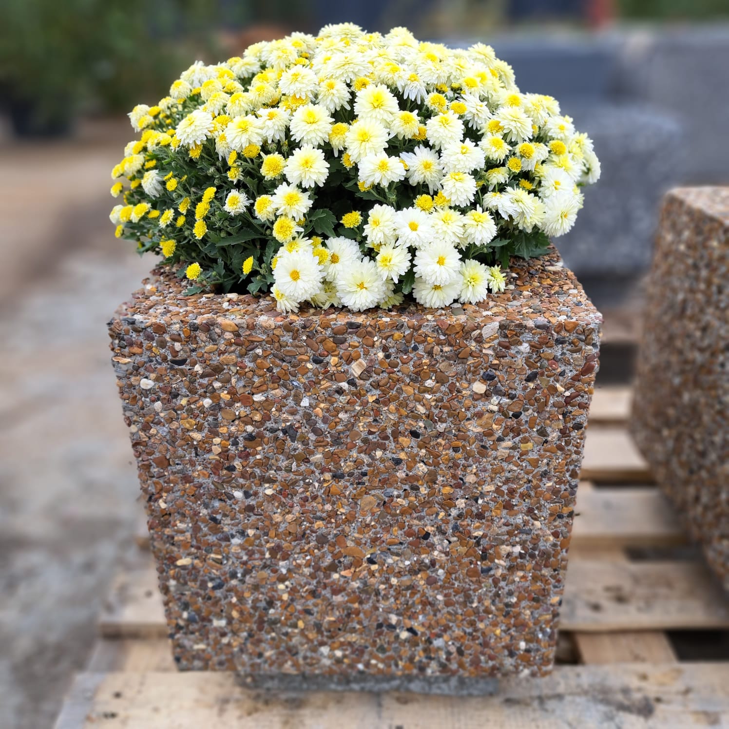 WhatsApp Image 2023-09-01 at 17.38.02