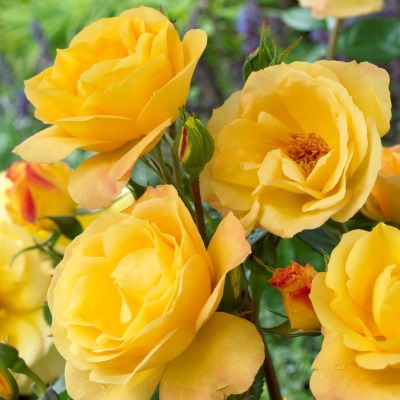 Роза флорибунда Артур Белл(желт.)