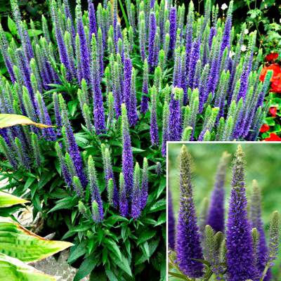 Вероника колосковая Улстер Блю Дварф(син.)