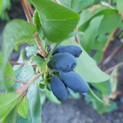 Жимолость камчатская Омега