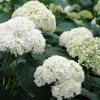 hydrangea_incrediball