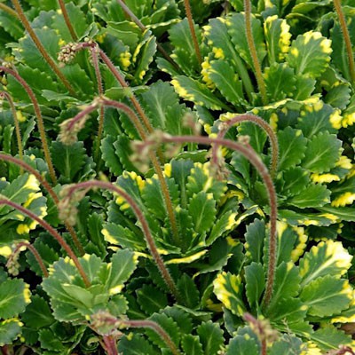 Камнел вариг