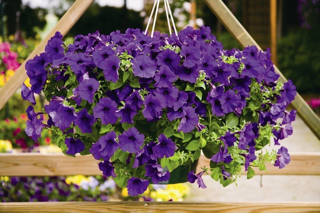 Петуния ампельная_1