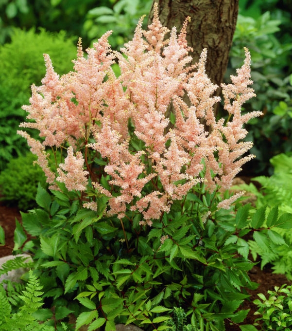 Астильба японская Пич Блоссом (лосос.роз.)