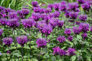 shutterstock_1137248900Optimized