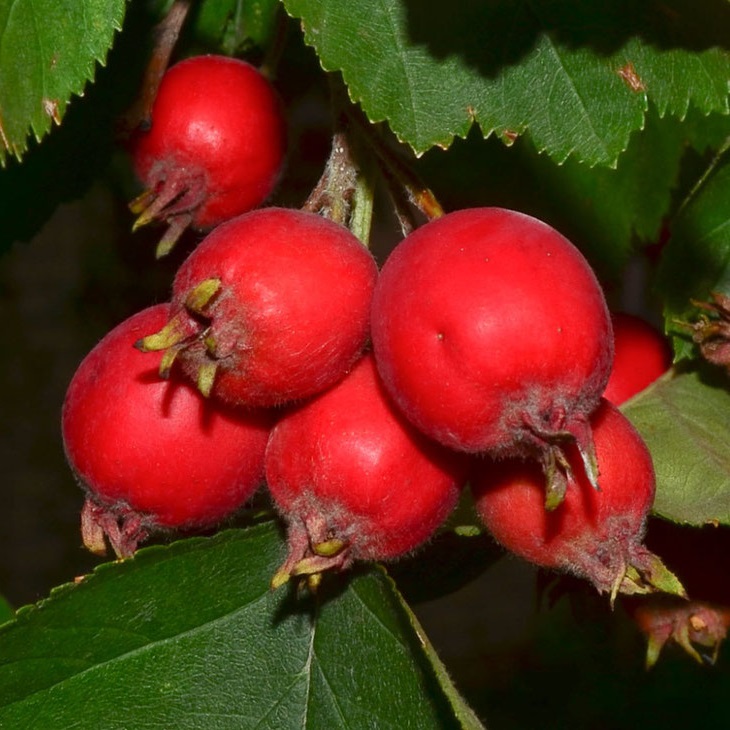 НоменклатураПрисоединенныеФайлы