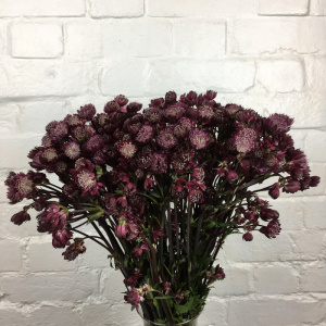 Astrantia Star of Fire_3