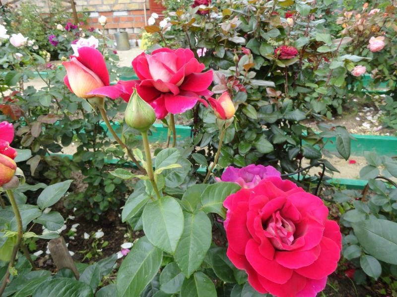 Роза кроненбург3