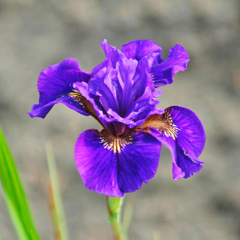 Iris-sibirskij-Raffld-Plas