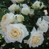 roza-ilze-kron-superior-foto-4-500x500