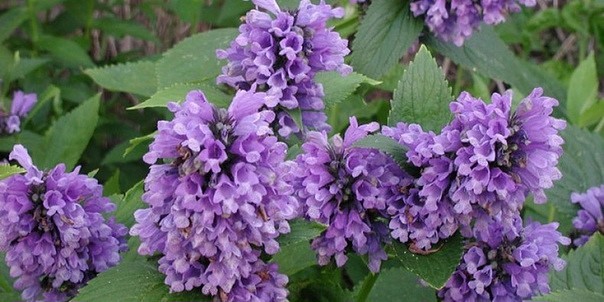 Котовник Уолкерс Лоу