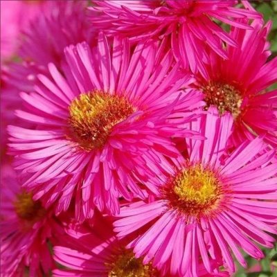 Астра новоанглийская Анденкен ан Альма Пёчке  (розов.)