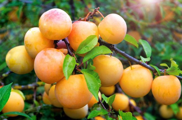 Слива Скромница_1