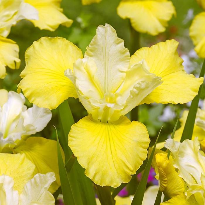 кисс зе герл