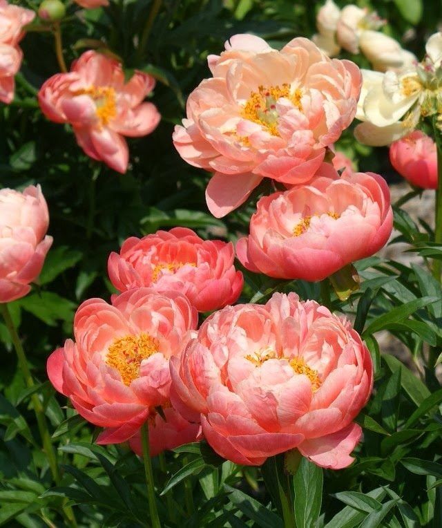 Пион молочноцветковый Корал Сансет2