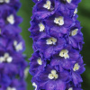 delphinium-king-arthur-2