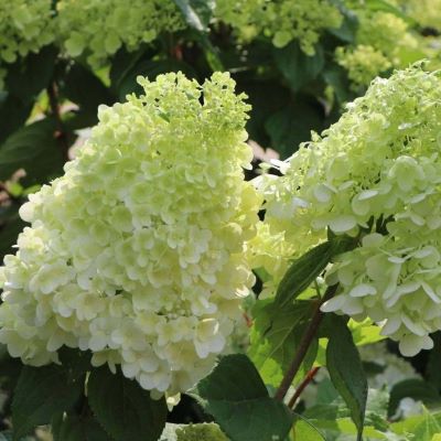 gortenziya-metelchataya-medzhikal-munlajt1