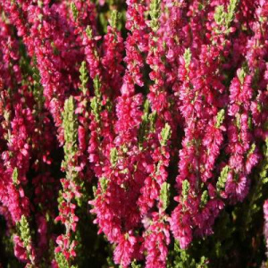 Calluna vulgaris Dark Beauty