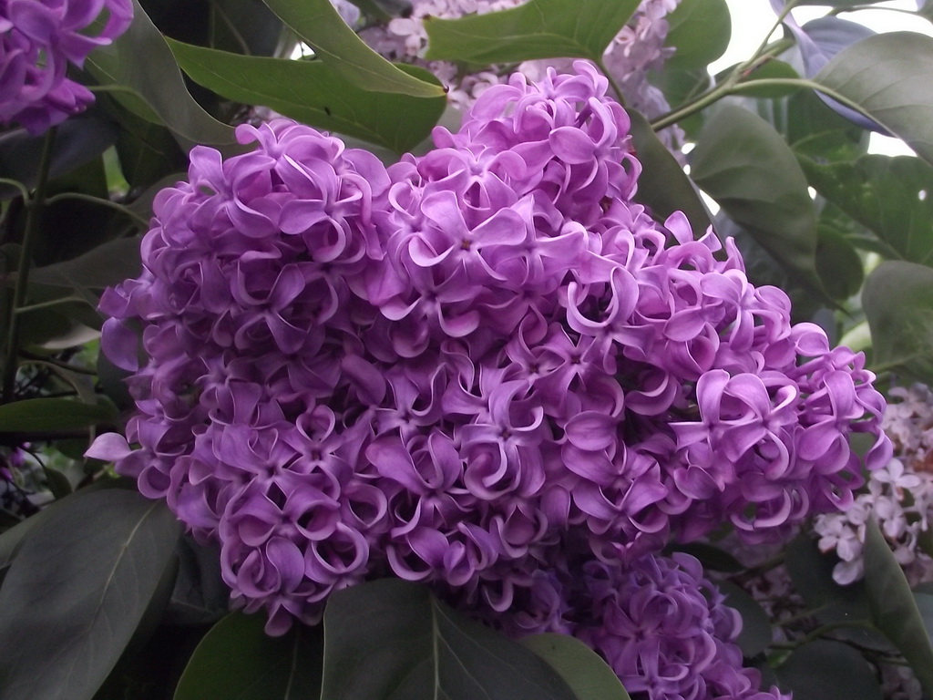 А. Курчатов DSCF6555