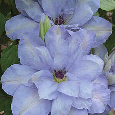 блю котильон