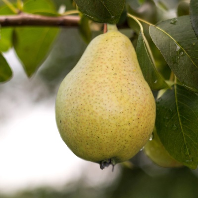 груша_гвидон_1